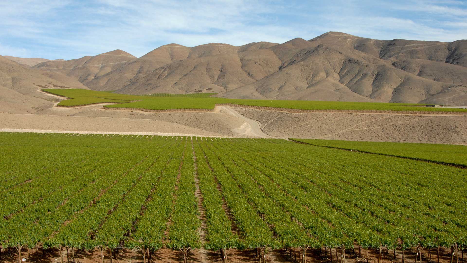 チリの風景とワイン畑